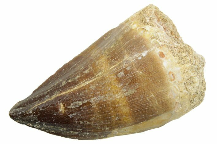 Fossil Mosasaur (Thalassotitan) Tooth - Morocco #364055